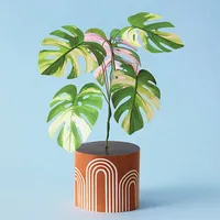 Mini Monstera Kit