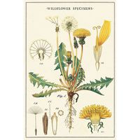 Wildflowers Carte Postale Postcard Set