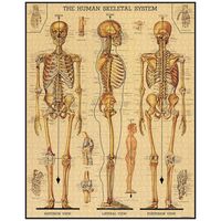 Skeletal System Puzzle