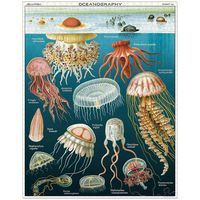 Jellyfish Puzzle