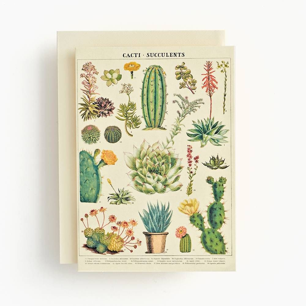 Cacti and Succulents Card