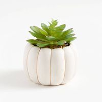 Potted Pumpkin Succulent