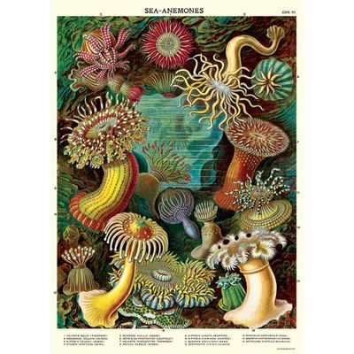 Sea Anemones Wrap & Poster