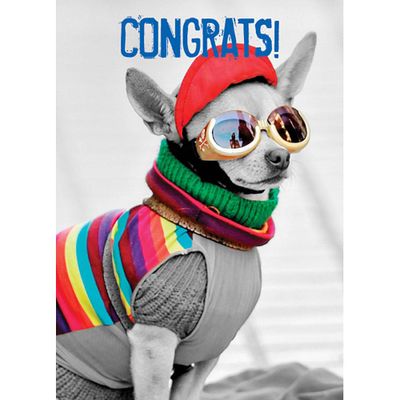 Snow Dog Congratulations Card