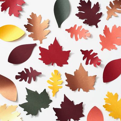 Assorted Fall Leaves