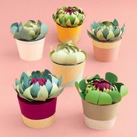 Potted Succulent Kit