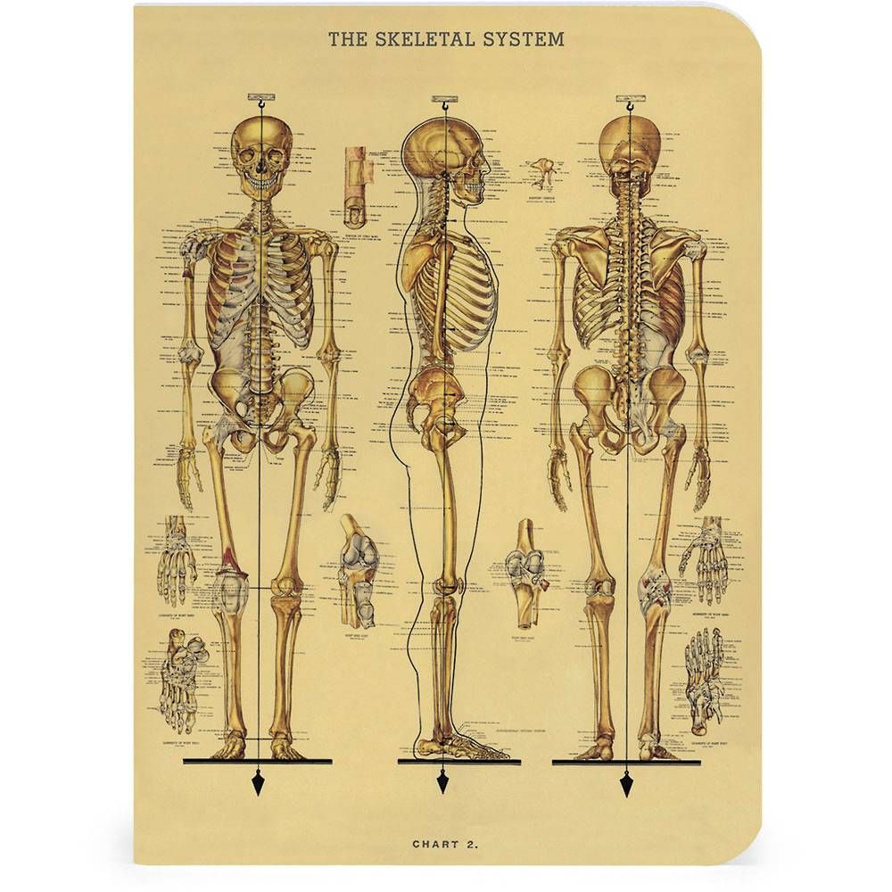 Curiosities Mini Journals
