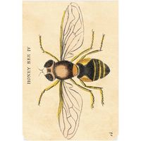 Insects Pocket Journals