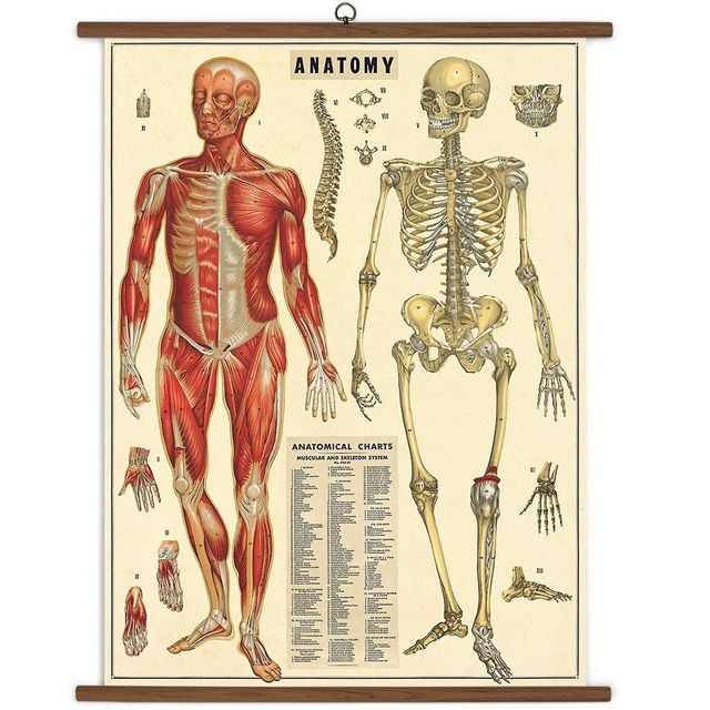 9781619928978 ANATOMY VINTAGE CHART 9781619928978 ANATOMY VINTAGE CHART