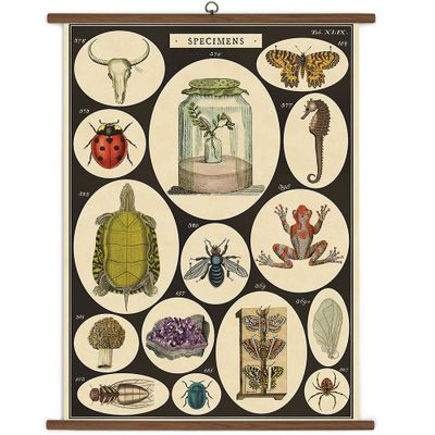 Specimens Vintage School Chart