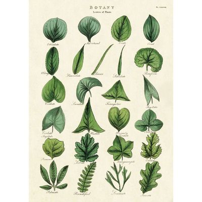 Botany Leaves Flat Wrap