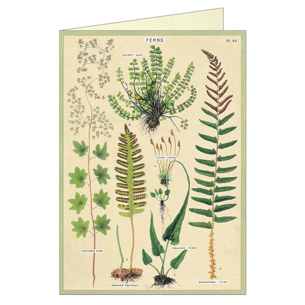 Ferns Greeting Card