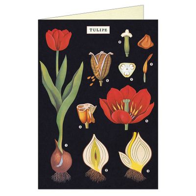 Tulip Greeting Card