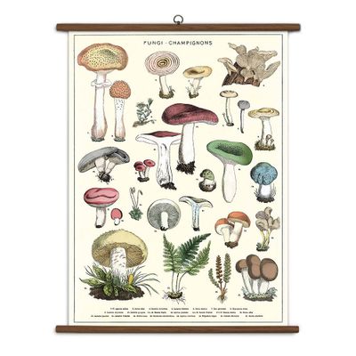 Mushroom Vintage School Chart