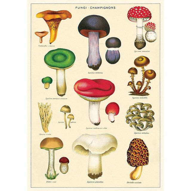 WOODLANDS MUSHROOMS Roll of THREE Wrapping Paper SHEETS (19x27) - THE  BEACH PLUM COMPANY