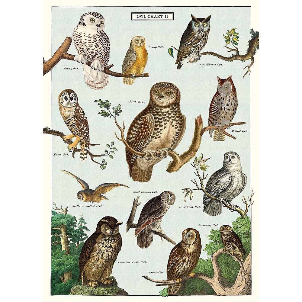 Owl Chart Flat Wrap