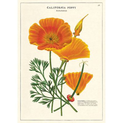 California Poppy Flat Wrap