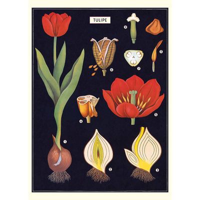 Tulips Flat Wrap