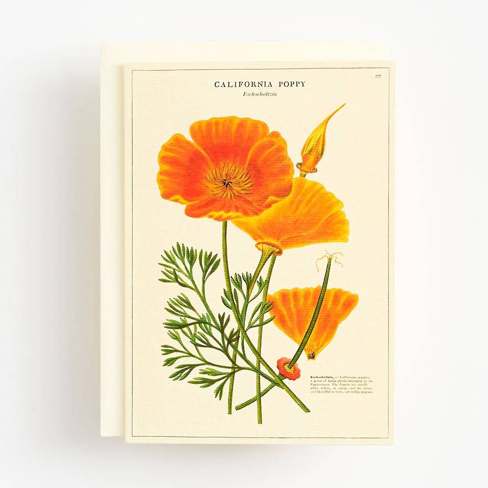 California Poppy Card