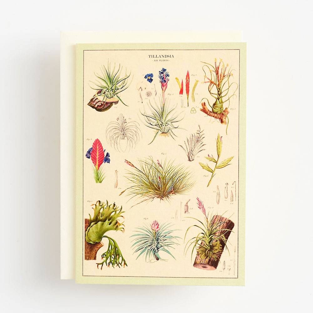 Airplants Greeting Card