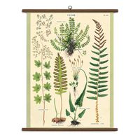 Ferns Vintage School Chart