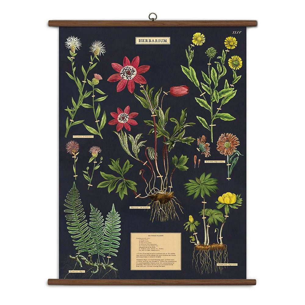 vintage school chart - herbarium