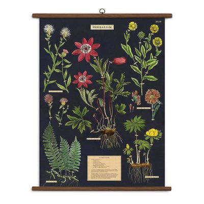 Vintage Herbarium School Chart