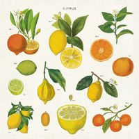 Citrus Cloth Napkins