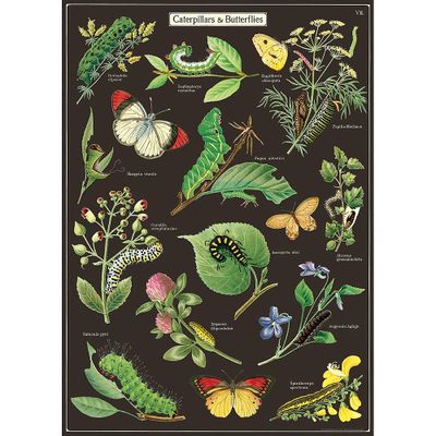Caterpillars & Butterflies Wrap & Poster