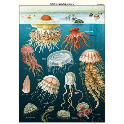 Jellyfish Wrap & Poster