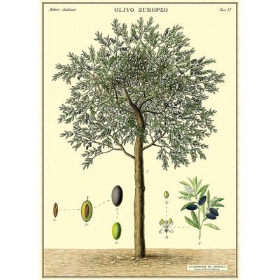 Olive Tree Wrap & Poster
