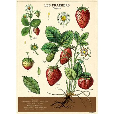 Strawberries Wrap & Poster