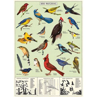 Bird Watching Flat Wrap & Poster