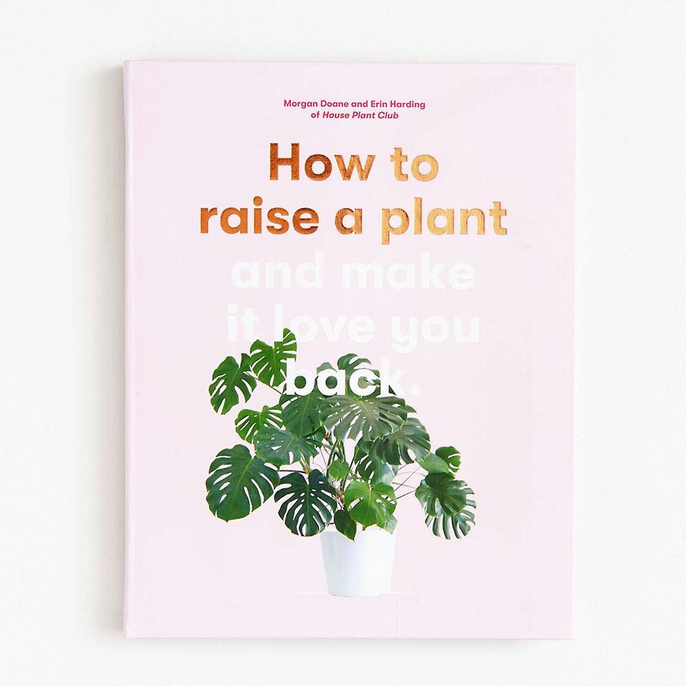 How to Raise a Plant