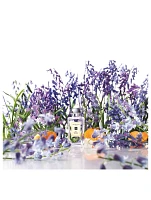 Wild Bluebell Cologne