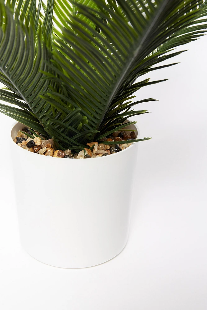 Planta palmera cyca