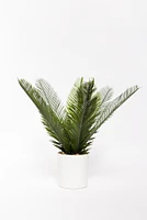 Planta palmera cyca