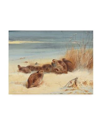 Archibald Thorburn Partridge on a frosty morning, 1903 Canvas Art