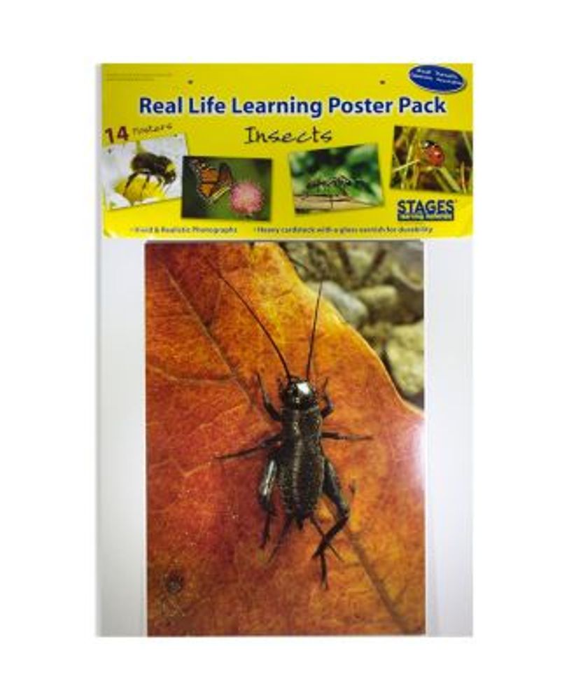 Real Photo Insects Poster Set