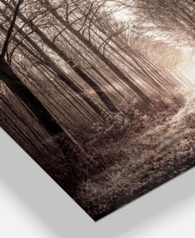 Designart 'Forest Trail in Sepia ' Landscape Photography Canvas