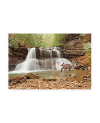 Monte Nagler Two Deer at Holly River Falls West Virginia Canvas Art - 15" x 20"
