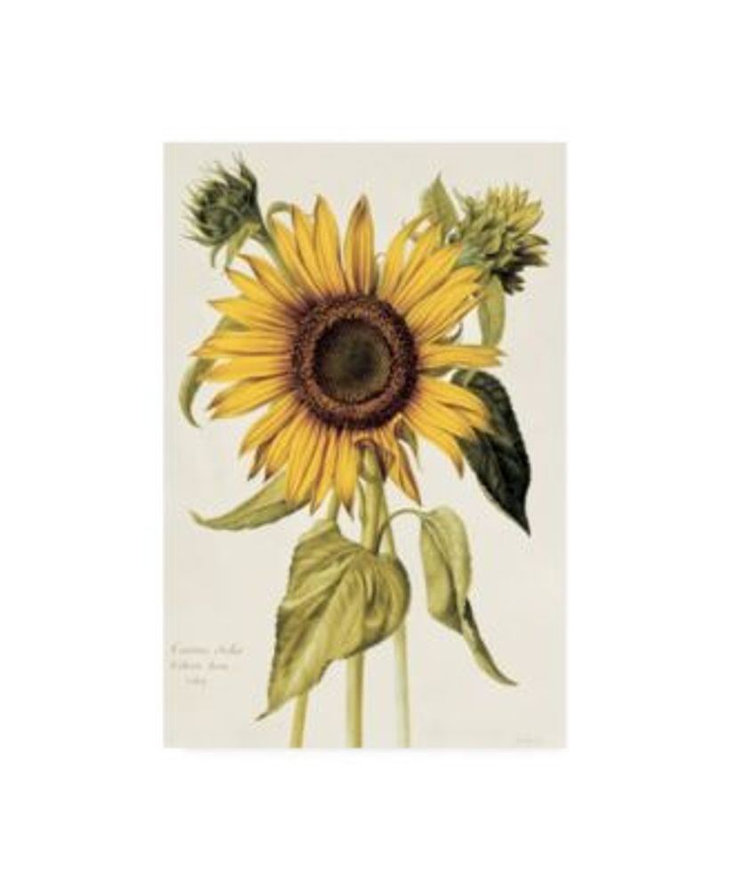 sunflower outline clipart virginia