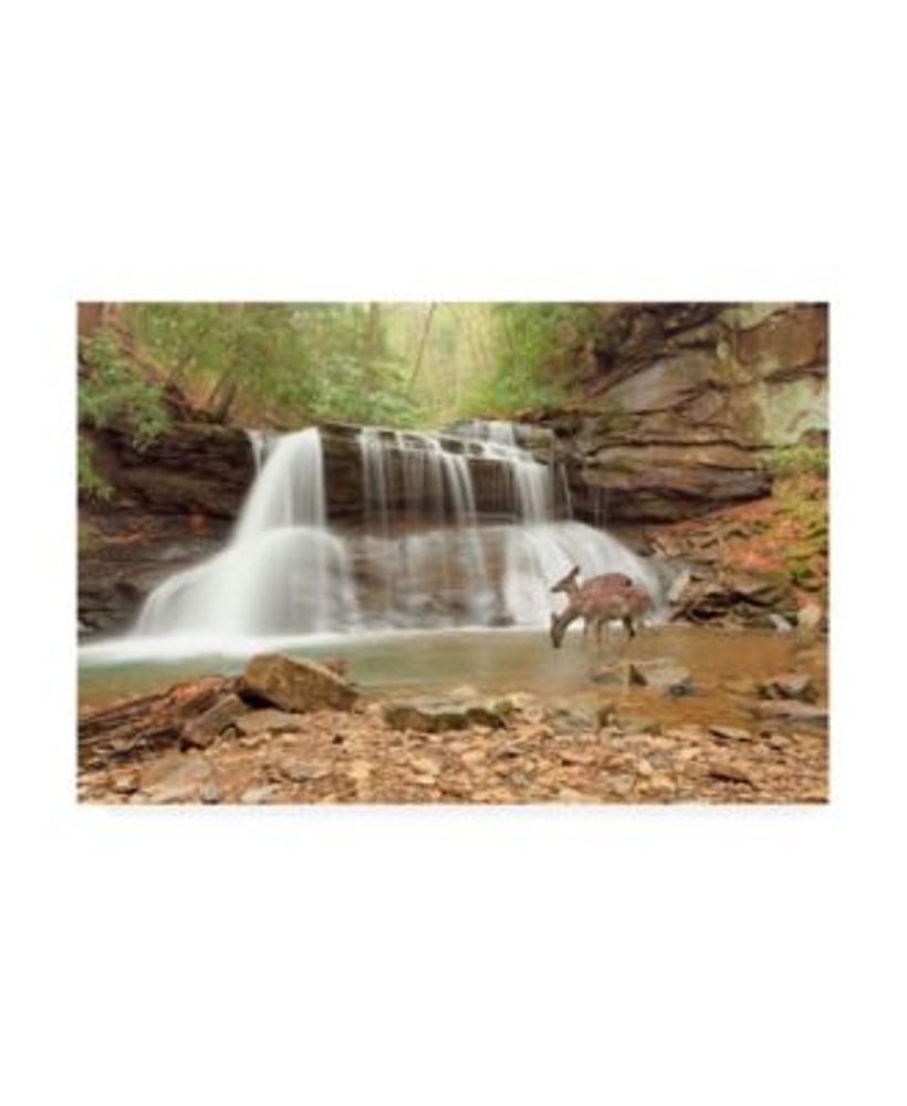 Monte Nagler Two Deer at Holly River Falls West Virginia Canvas Art - 37" x 49"