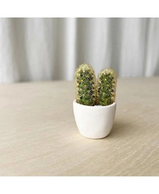 You + Me Mini Cactus Plant Kit