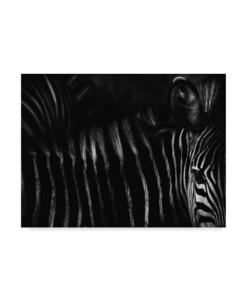 Meyella Familielid Wind Trademark Global Antonio Grambone Dark Zebra Canvas Art - 20" x 25" | The  Shops at Willow Bend