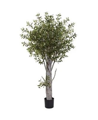 6' Olive Tree