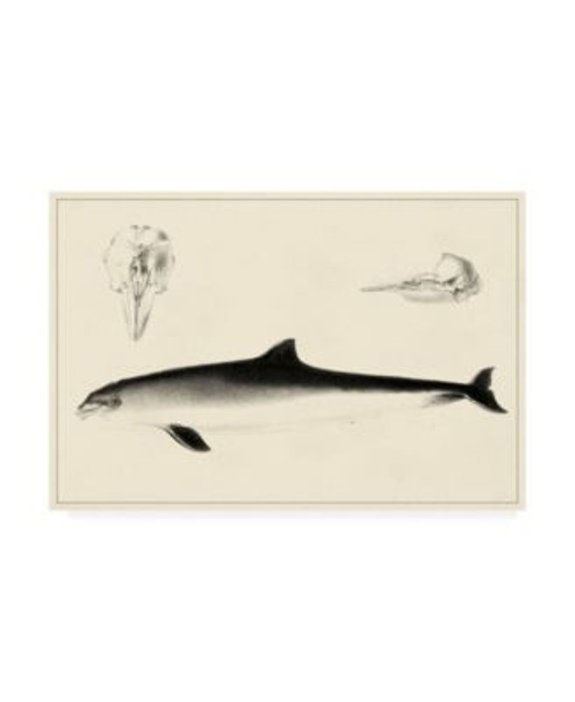 Trademark Global Unknown Antique Dolphin Study II Canvas Art - 27