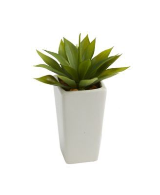 Mini Agave Succulent in White Vase