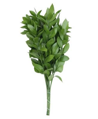 Fresh Israeli Ruscus Bundle