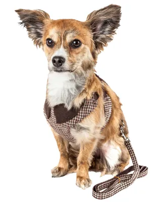 Pet Life Luxe 'Houndsome' 2-in-1 Reversible Adjustable Dog Harness Leash